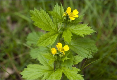 geel Nagelkruid - Geum urbanum