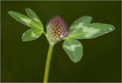 rode Klaver - Trifolium pratense