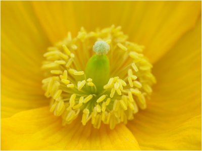 Schijnpapaver - Meconopsis cambrica