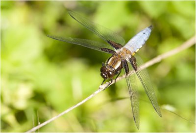 Platbuik - Libellula depressa - mannetje