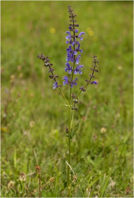 Veldsalie - Salvia pratensis