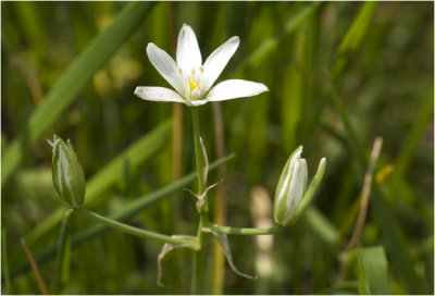 gewone Vogelmelk - Ornithogalum umbellatum