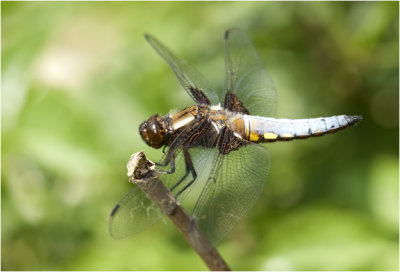 Platbuik - Libellula depressa - mannetje