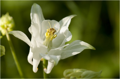 wilde Akelei - Aquilegia vulgaris