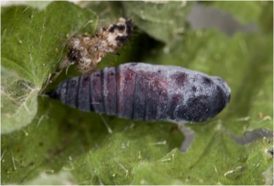 cocon van de kleine Wintervlinder - Operophtera brumata