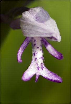 Orchidee Soldaatje - Orchis militaris