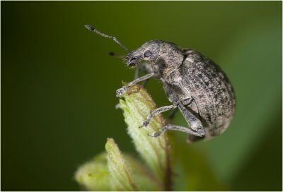 gegroefde Lapsnuitkever - Otiorhynchus sulcatus