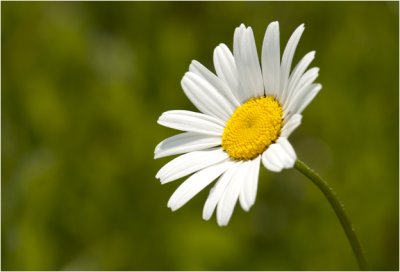 Margriet - Leucanthemum vulgare