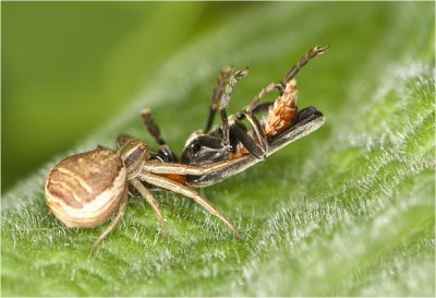 Krabspin met soldaatje als prooi - Xysticus soort