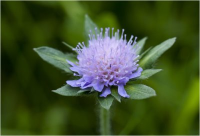 Beemdkroon - Knautia arvensis