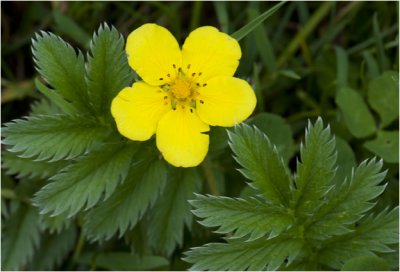 Zilverschoon - Potentilla anserina