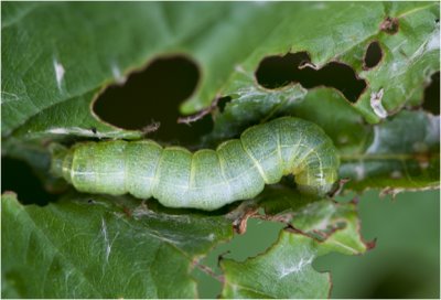 rups van de kleine Voorjaarsuil - Orthosia cruda