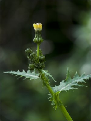  Akkermelkdistel - Sonchus arvensis