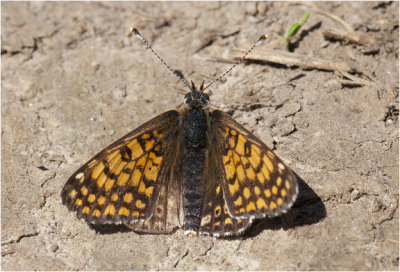 Veldparelmoervlinder - Melitaea cinxia ( mannetje )