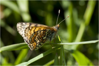 Veldparelmoervlinder - Melitaea cinxia ( vrouwtje )