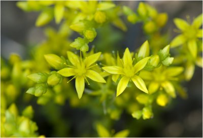 Muurpeper - Sedum acre