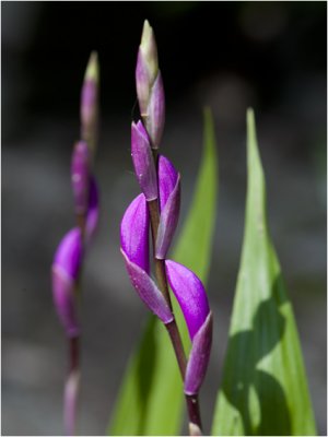 Bletilla Orchidee