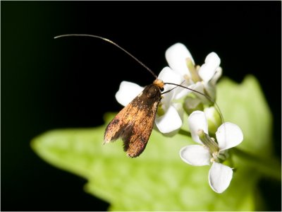  pinksterbloemlangsprietmot - Cauchas rufimitrella