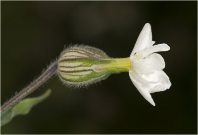 Avondkoekoeksbloem  - Silene latifolia