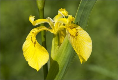 gele Lis - Iris pseudacorus