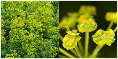 Heksenmelk of Roedewolfsmelk -  Euphorbia esula