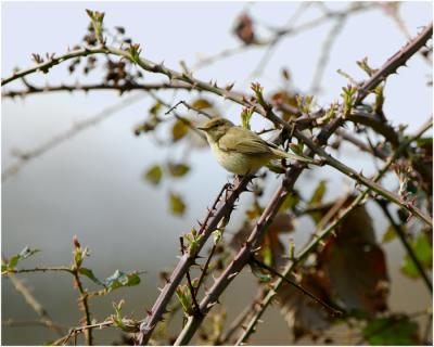Fitis - Phylloscopus trochilus - Pouillot fitis - willow Warbler
