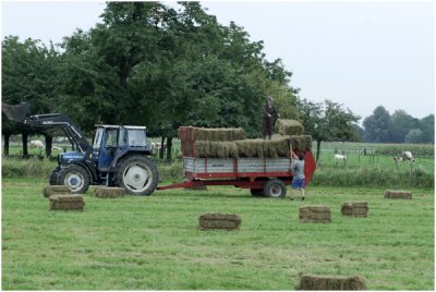 In de Maasband hooi opsteken.jpg