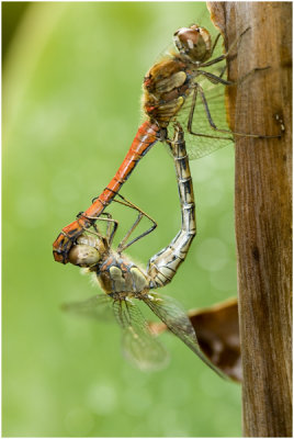 bruinrode Heidelibel - Sympetrum striolatum - paringswiel