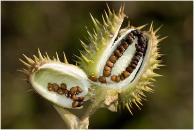 Doornappel - Datura stramonium