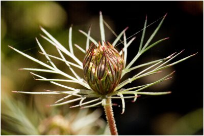 Wilde peen - Daucus carota