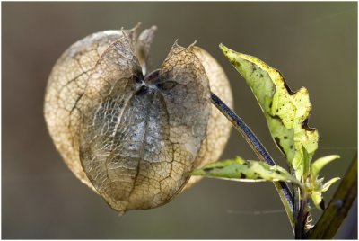 Zegekruid - Nicandra physalodes