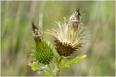 Speerdistel - Cirsium vulgare