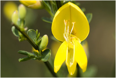 Brem - Cytisus scoparius