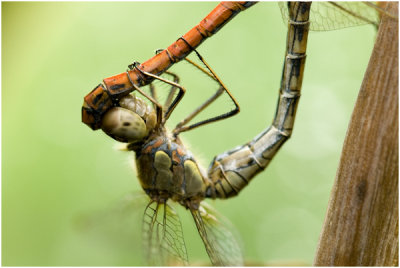 bruinrode Heidelibel - Sympetrum striolatum