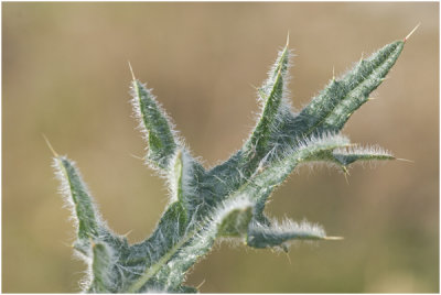 Speerdistel - Cirsium vulgare ( blad )