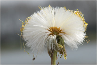 klein Hoefblad -Tussilago farfara ( open zaadpluizen )