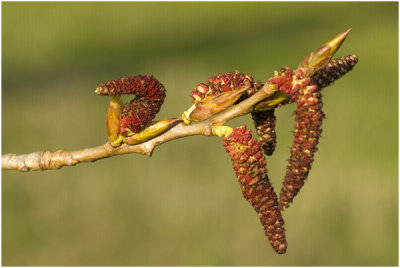 Populier - Populus nigra - mannelijke bloeiwijze