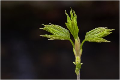 gewone Esdoorn - Acer pseudoplatanus