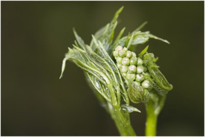 Christoffelkruid - Actaea spicata