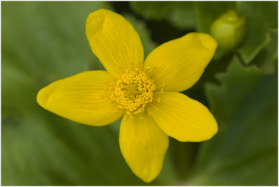 gewone Dotterbloem - Caltha palustris