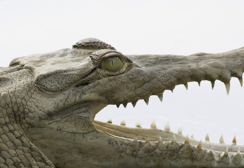 Croc eye upper Tarcoles Carara NP.jpg