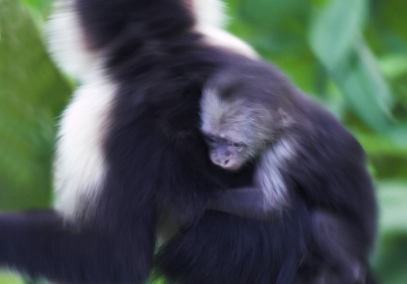 Hold on baby Capuchin.jpg