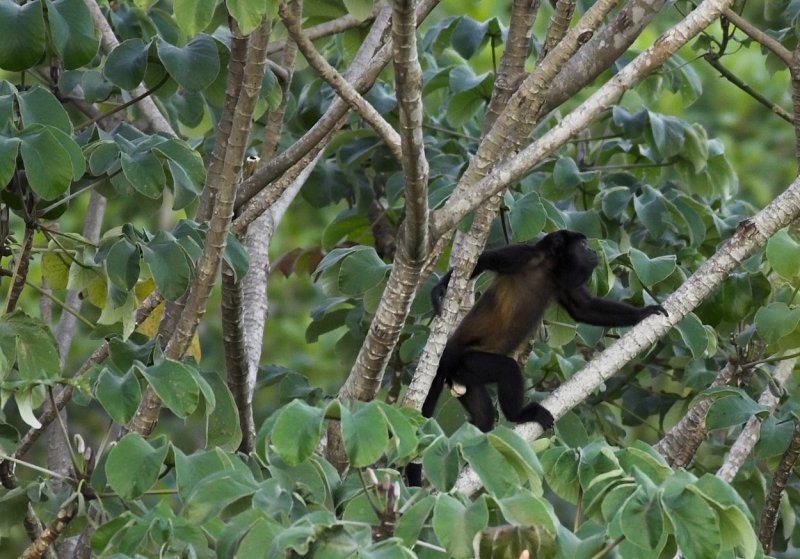 Howler monkey moving high in canopy.jpg