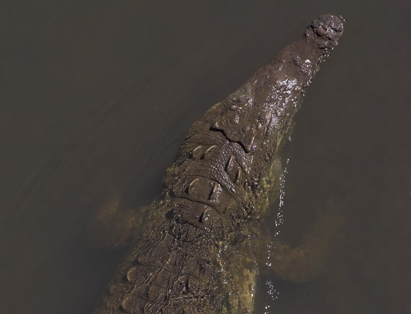 Tarcoles river crocodiles V.jpg