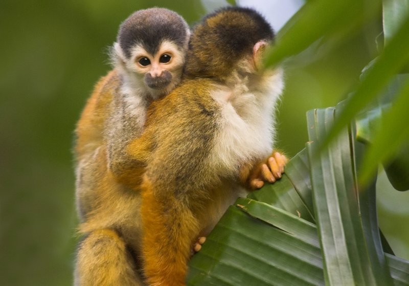 Squirrel monkey with baby at CDR III.jpg