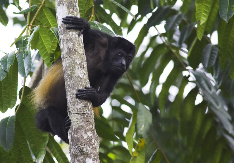 Howler monkey Matapalo road IV.jpg