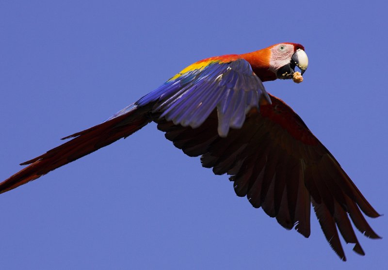 Scarlet Macaw near Carate IX.jpg