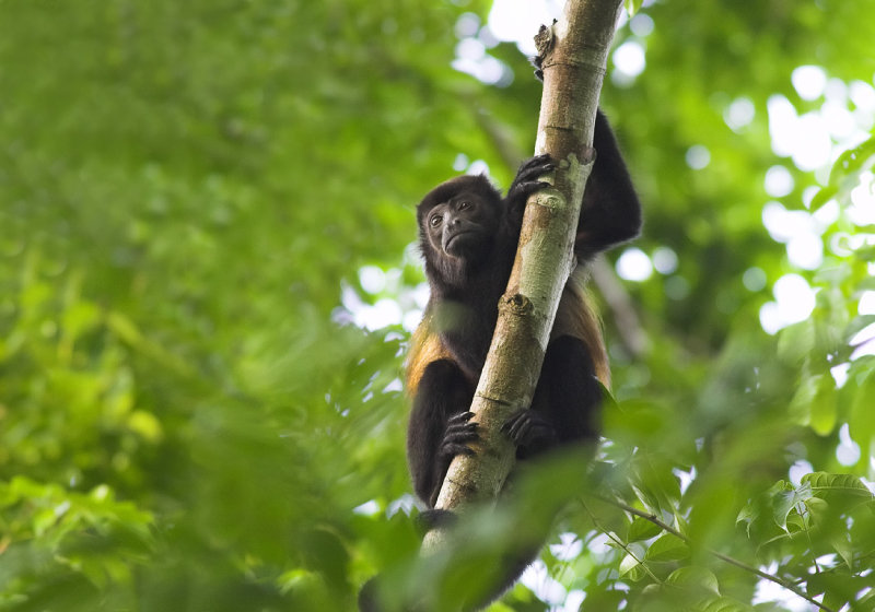 Howler monkey Matapalo road.jpg