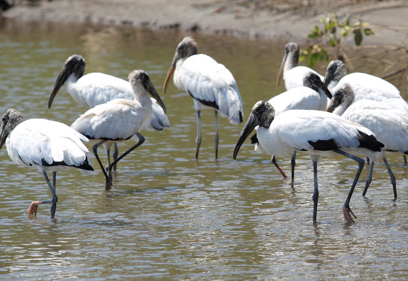 Wood Storks in lagoon.jpg