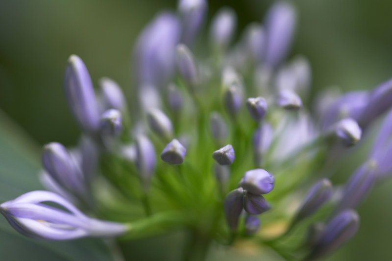 La Paz flower.jpg